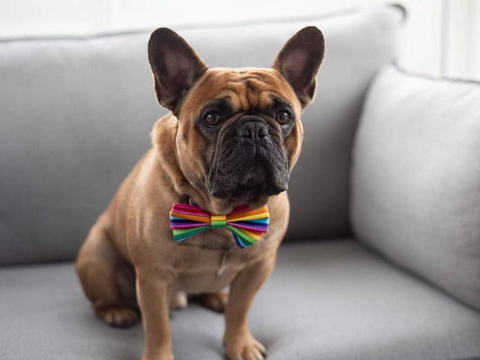 Dimples Regenbogen Hunde Schleife - Pride Hundefliege