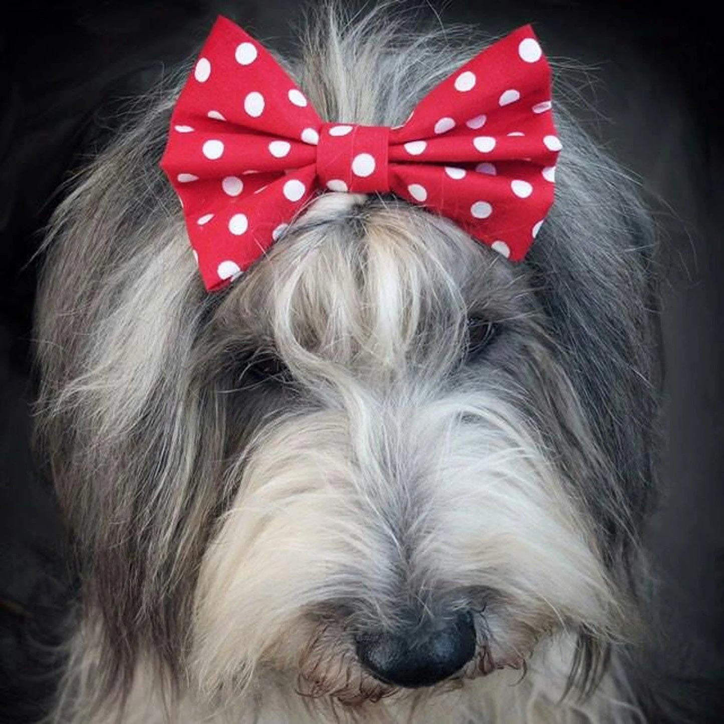 Dimples Hundefliege rot mit weissen Punkten - Hunde Schleife für Hochzeit, Geburtstag oder Taufe