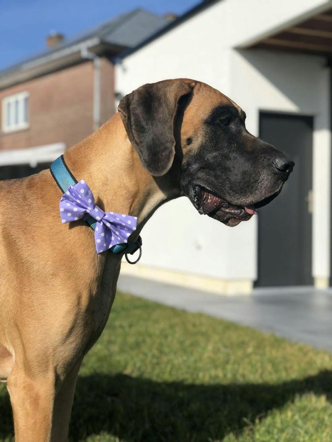 Dimples Hundefliege lila mit weissen Punkten - Hunde Schleife für Hochzeit, Geburtstag oder Taufe