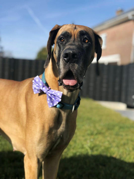 Dimples Hundefliege lila mit weissen Punkten - Hunde Schleife für Hochzeit, Geburtstag oder Taufe