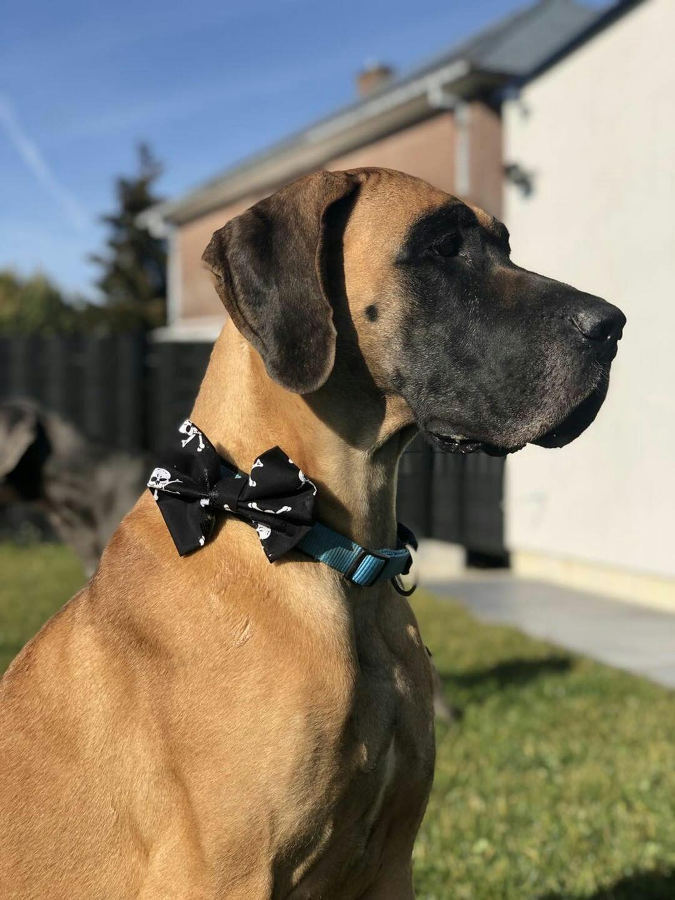 Dimples Piraten Totenköpfe Hunde Schleife