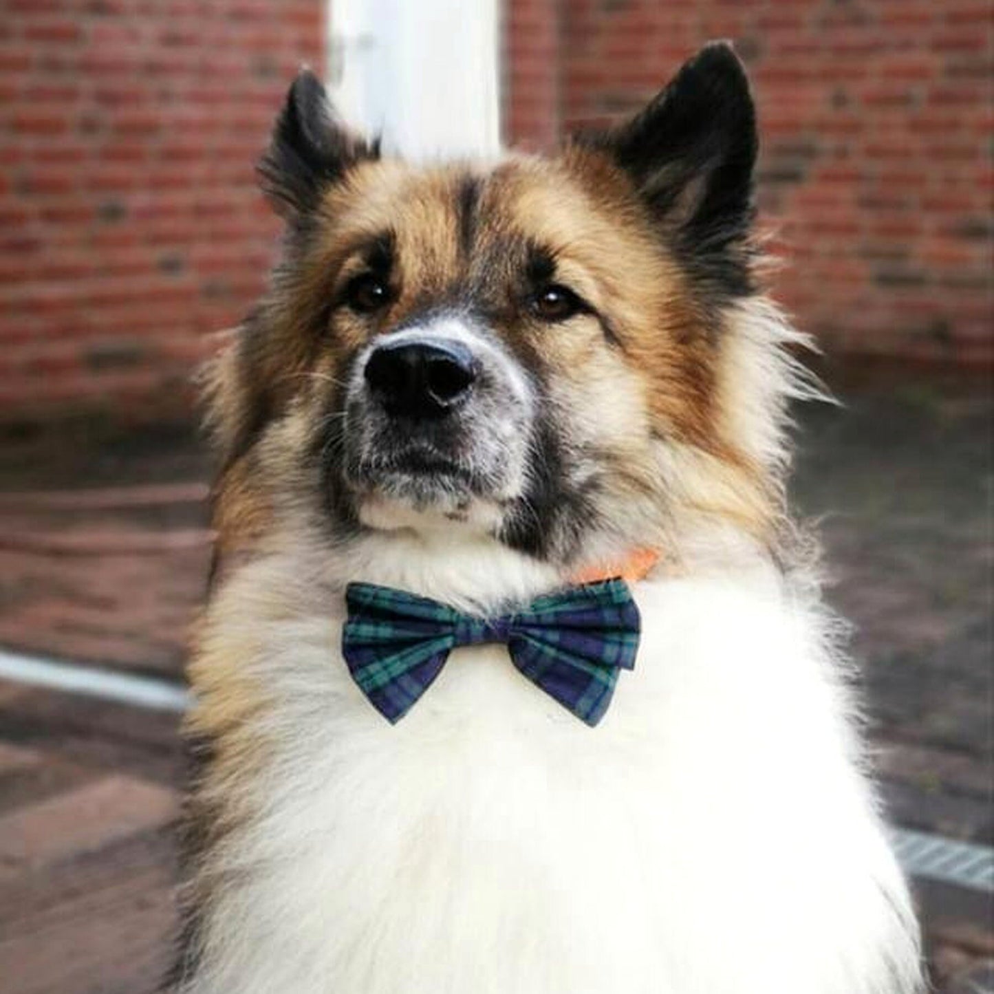 Dimple's Dog Bow Tie Scottish Plaid Blue Green