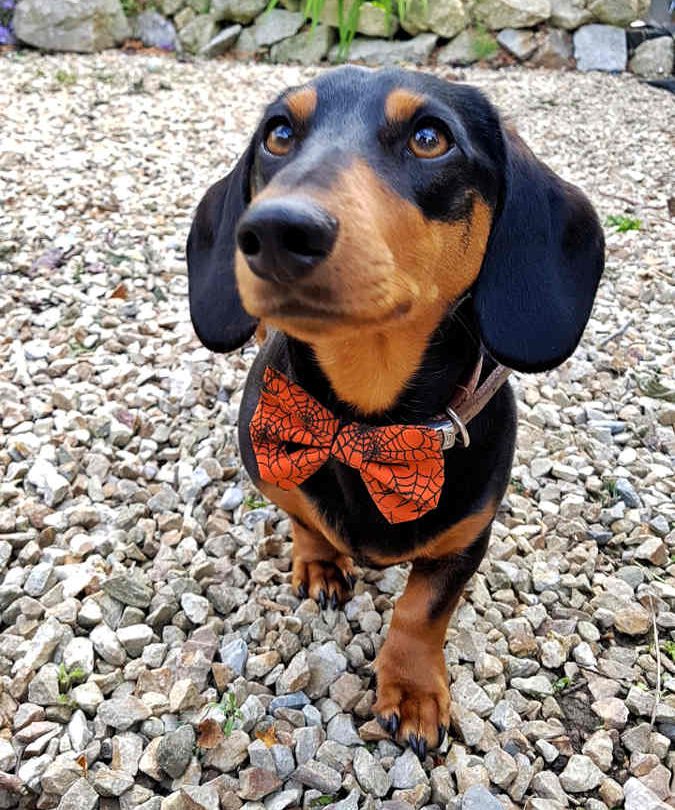 Dimples Halloween Spinnen Hunde Schleife