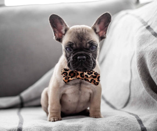 Dimples Leoparden Muster Hunde Schleife