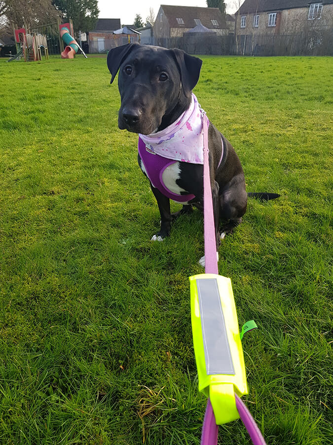 Hi-Vis lead sleeve cover for dog leash