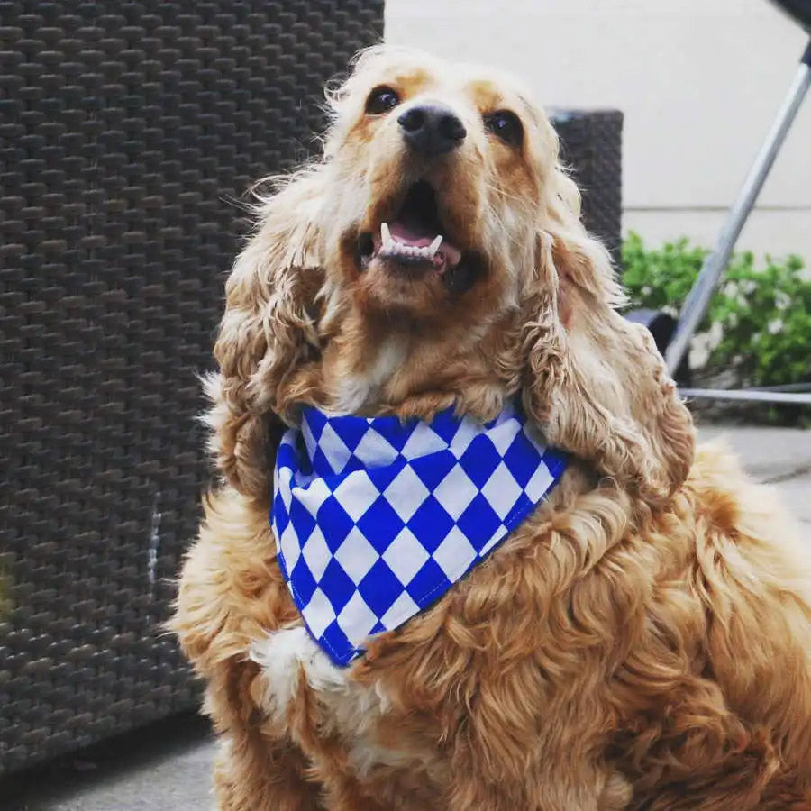 Bayernraute weiß blau Hundehalstuch Bandana