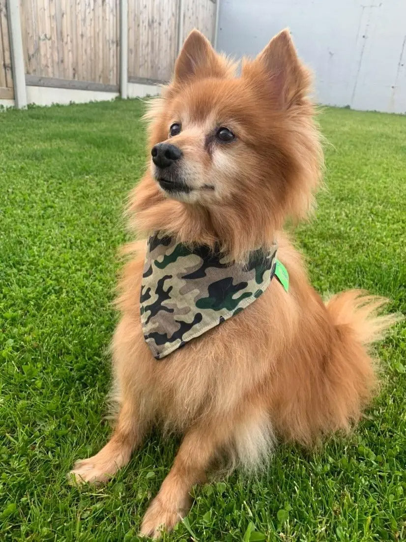 Camouflage Armylook Hundehalstuch grün schwarz