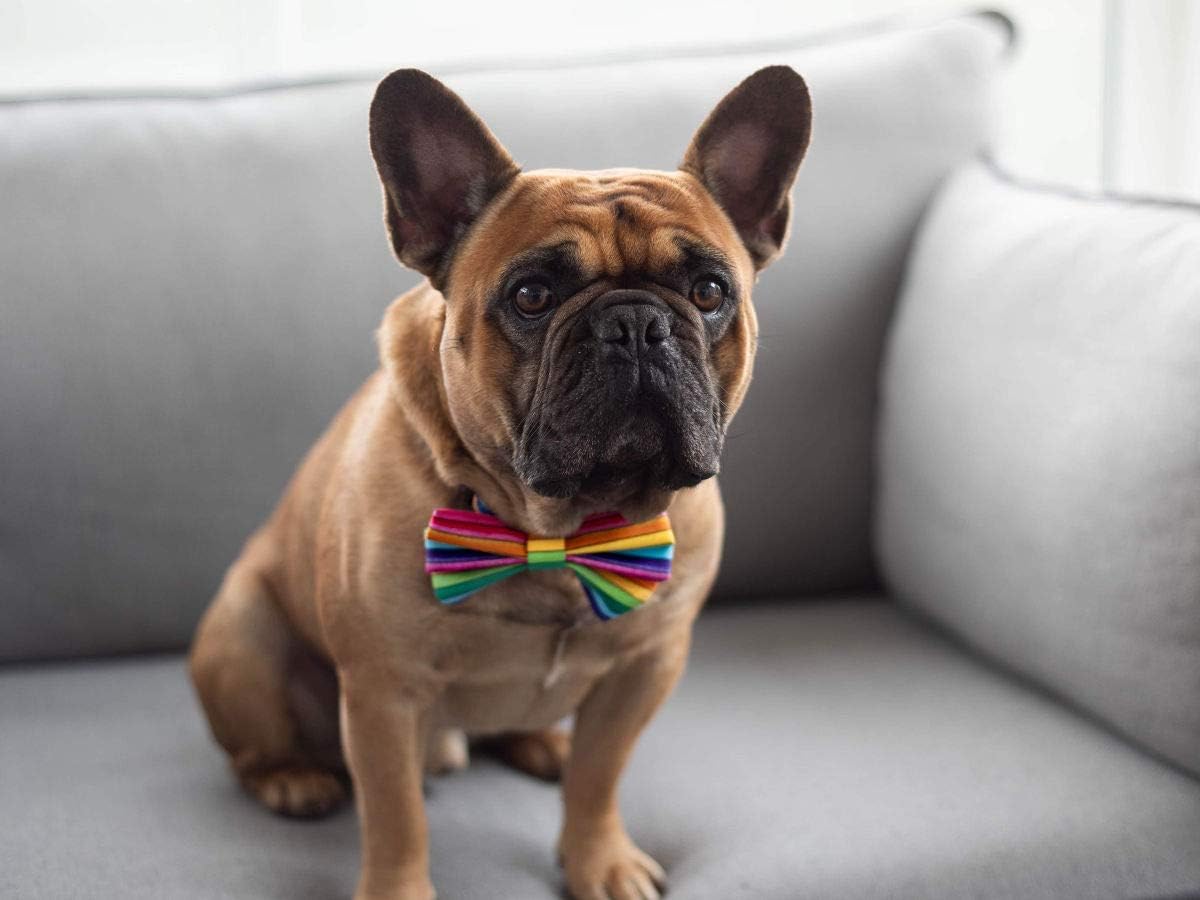 Dimples Regenbogen Hunde Schleife - Pride Hundefliege