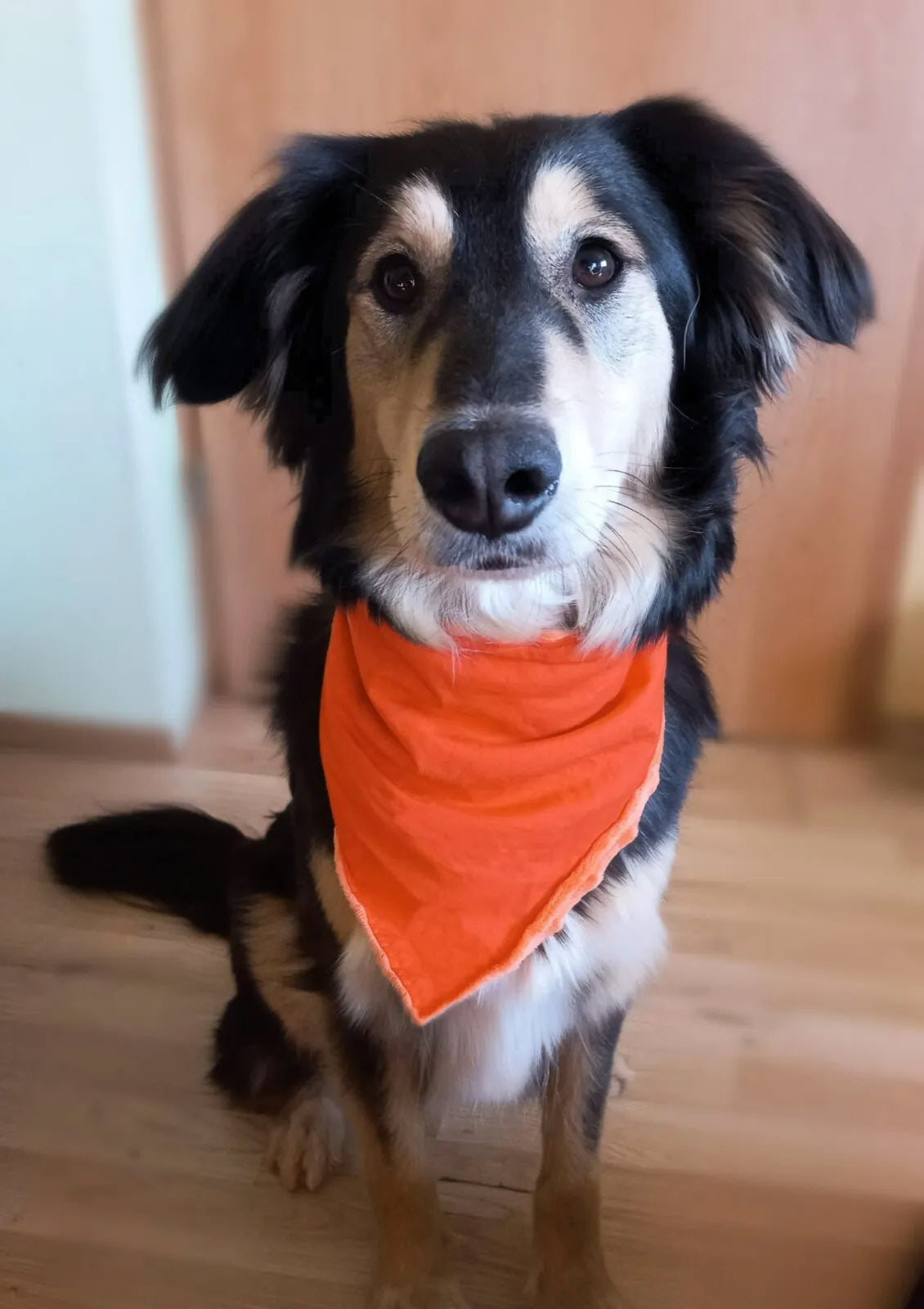 Hundehalstuch einfarbig