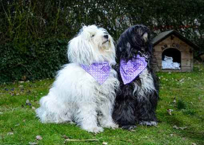 Lila gepunktetes Hundehalstuch Bandana