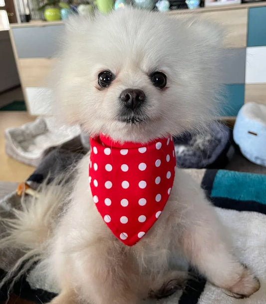 Rot gepunktetes Hundehalstuch Bandana