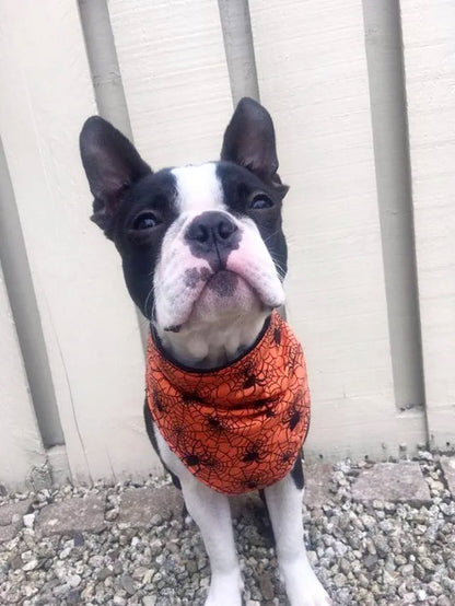 Halloween orange Spinnen Hundehalstuch Bandana Dimples