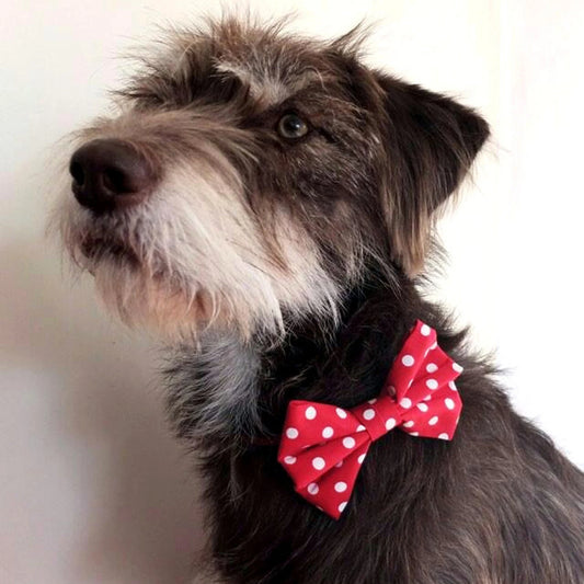 Dimples Hundefliege rot mit weissen Punkten - Hunde Schleife für Hochzeit, Geburtstag oder Taufe