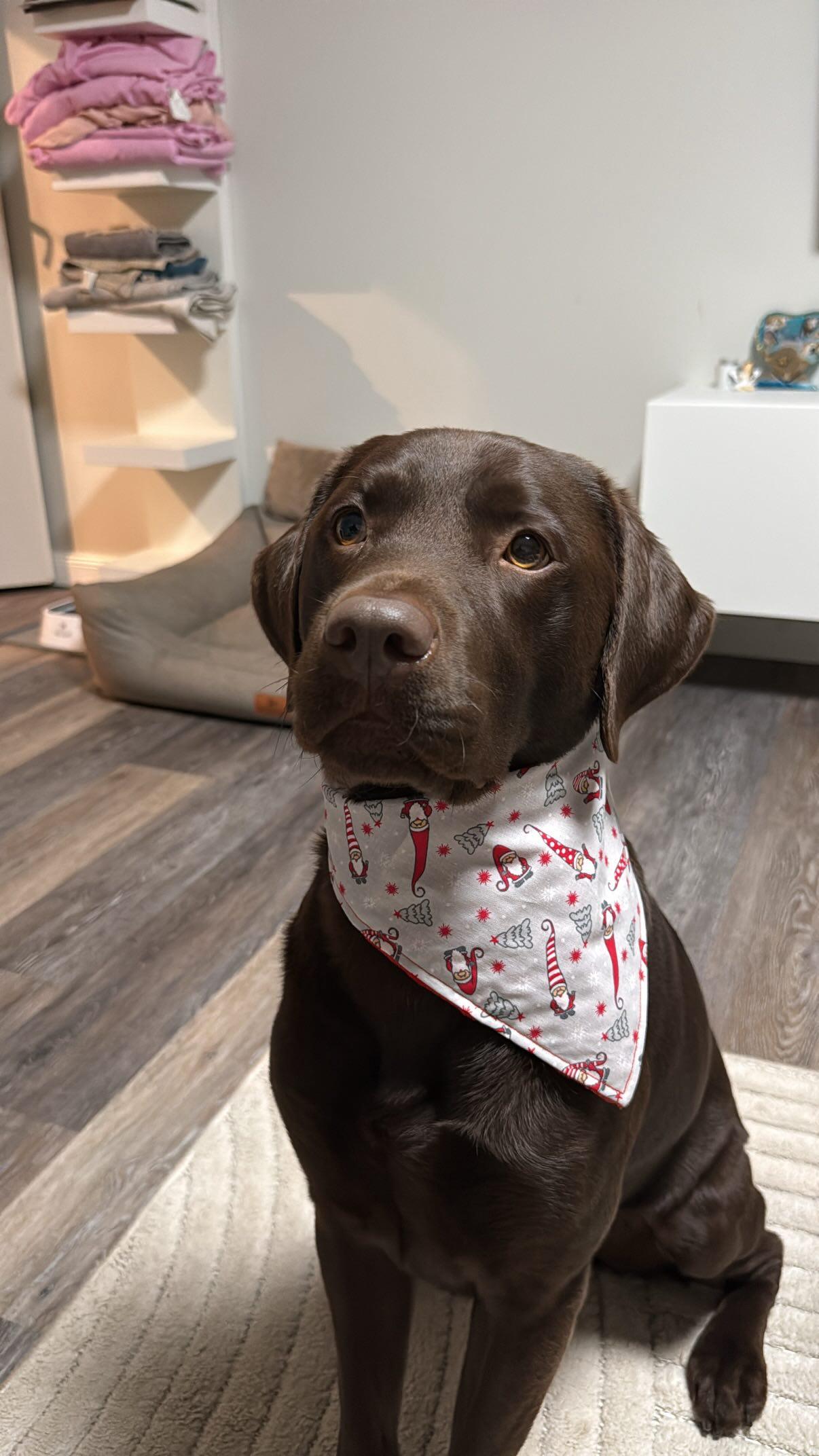 Weihnachtswichtel Hundehalstuch für Weihnachten