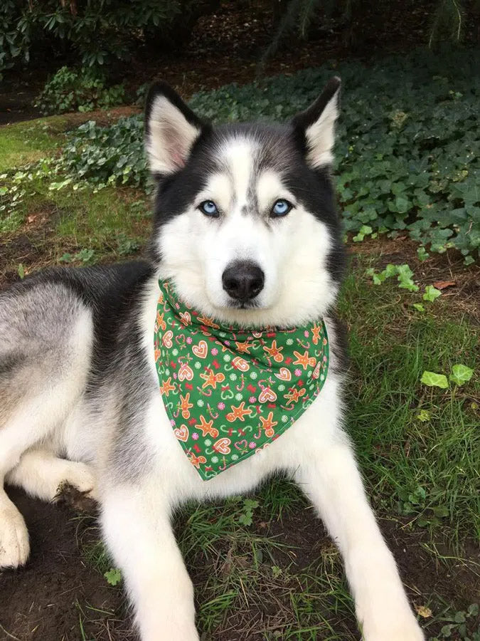Lebkuchen Männchen Hundehalstuch - Weihnachtsgeschenk