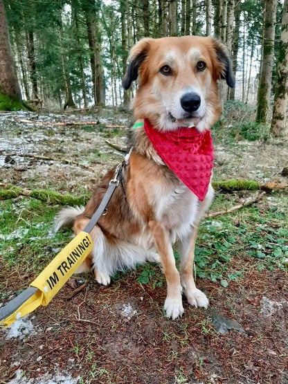 Im Training - bedruckter Leinenüberzug für Hundeleine - für Schulhunde, Assistenzhunde, Begleithunde