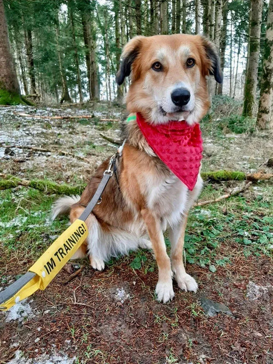 Im Training - bedruckter Leinenüberzug für Hundeleine - für Schulhunde, Assistenzhunde, Begleithunde