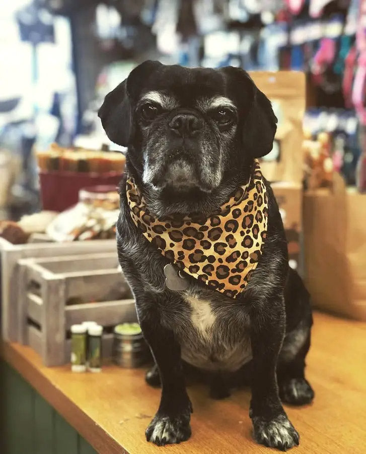Leoparden Animalprint Hundehalstuch Bandana