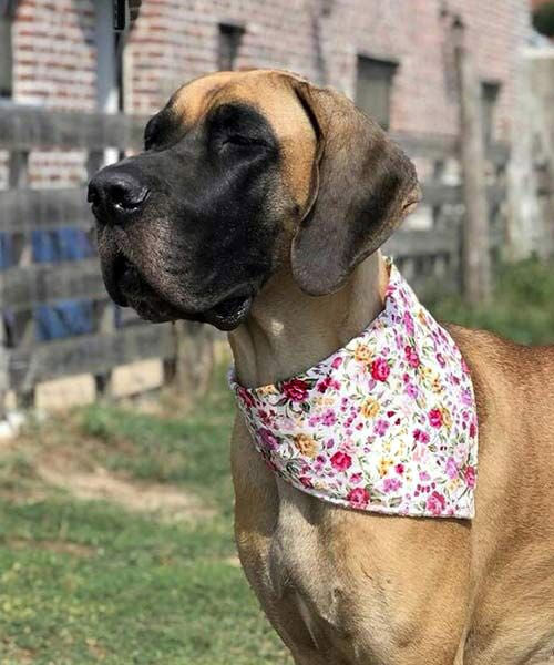 Vintage Rosen auf creme Hundehalstuch