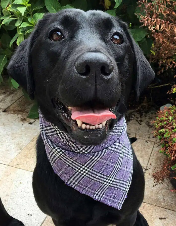 Glencheck lila Schottenkaro Hundehalstuch Bandana