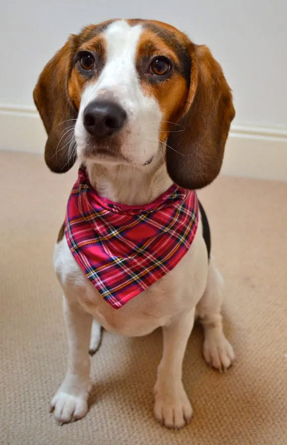 Schottenkaro pink Hundehalstuch Bandana
