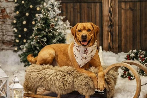 Weihnachtsmann Party Hundehalstuch - Bandana